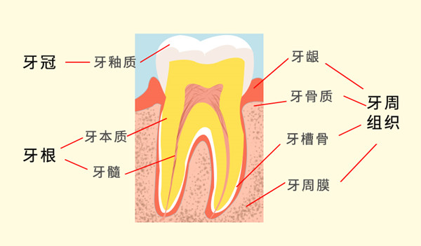 牙齿介绍